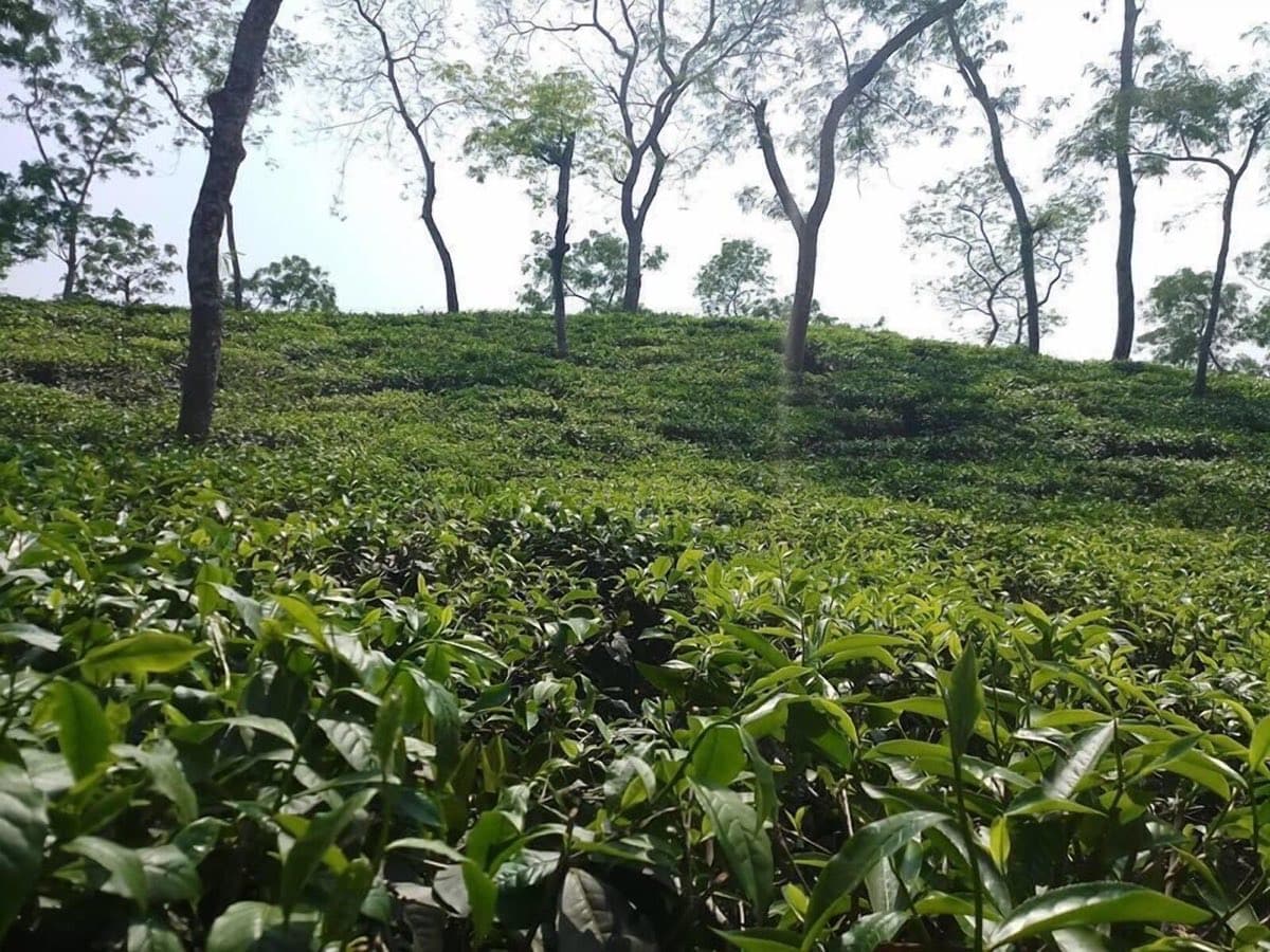 Paradise Lodge Guest House's tea garden grounds